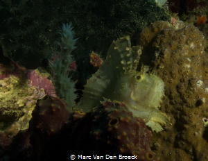 leaf fish by Marc Van Den Broeck 